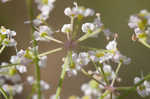 Stiff cowbane